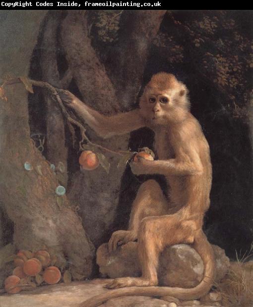 George Stubbs Monkey