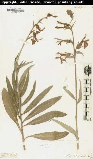 Alexander von Humboldt Lobelia Fulgens