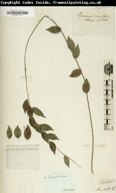 Alexander von Humboldt Herbarium