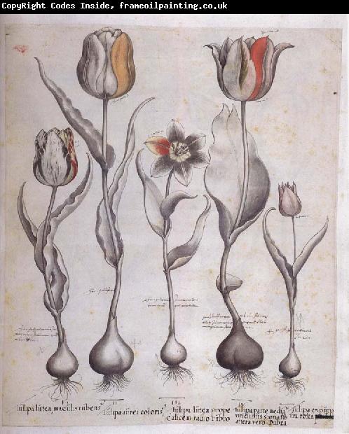 Basilius Besler Drawing for the Hortus Eystettensis