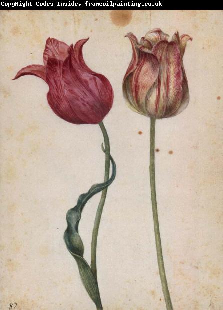 Georg Flegel Two Tulips