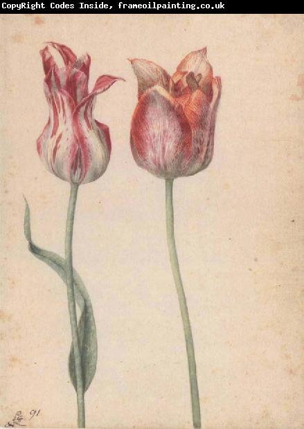 Georg Flegel Two Tulips