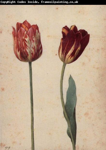 Georg Flegel Two Tulips