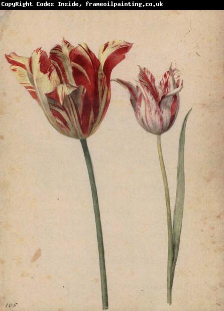 Georg Flegel Two Tulips