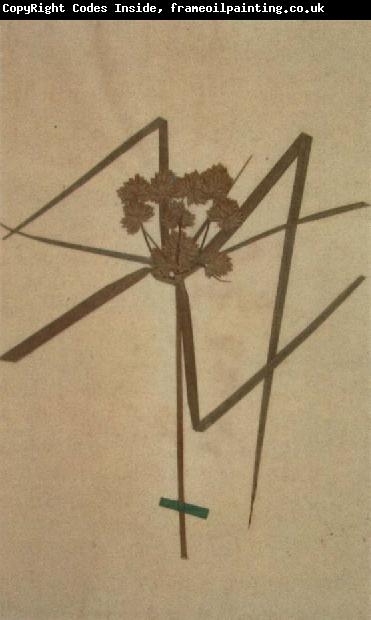 Johann Wolfgang von Goethe Herbarium sheet