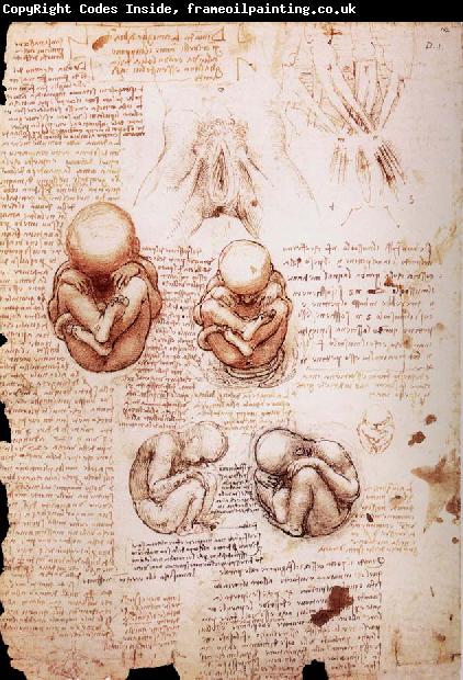 LEONARDO da Vinci The Fotus in the Uterus