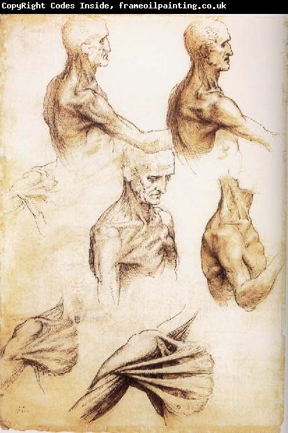 LEONARDO da Vinci Waiter flat anatomy of the shoulder