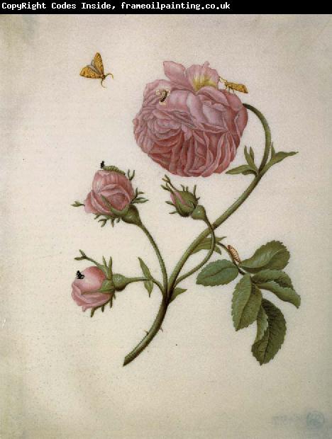 Maria Sibylla Merian Bush Rose with Leafminer Moth,Larva,and Pupa