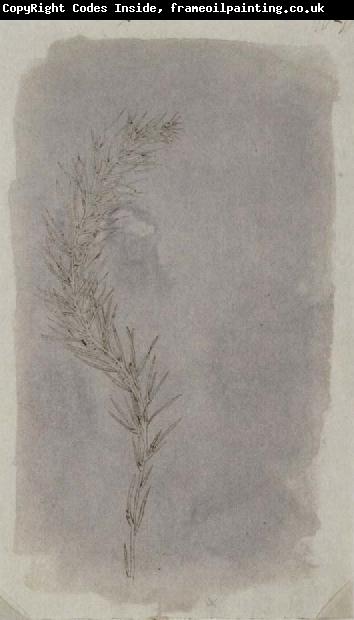 Willim Henry Fox Talbot Rosemary Twig