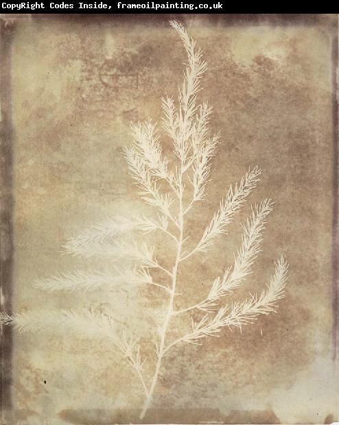 Willim Henry Fox Talbot Photogenetic Drawing