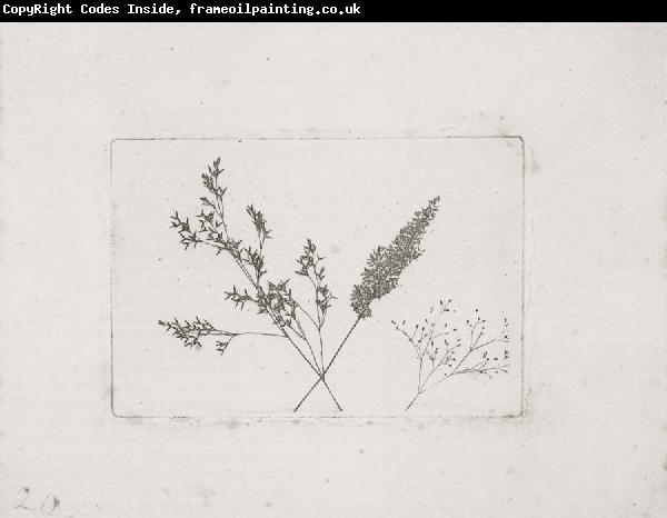 Willim Henry Fox Talbot Three Grasses