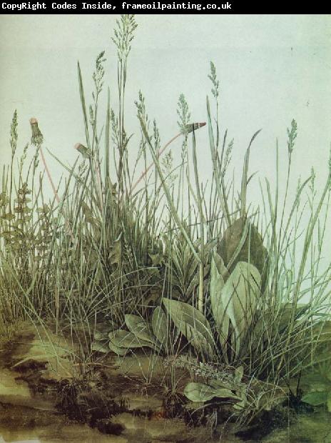 Albrecht Durer The Great Piece of Turf