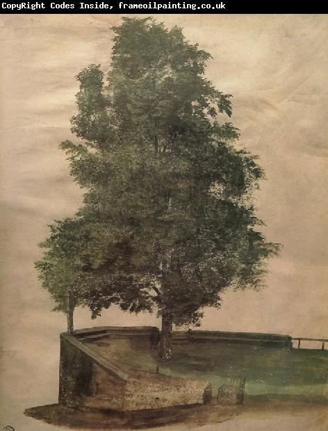 Albrecht Durer Linden Tree on a Bastion