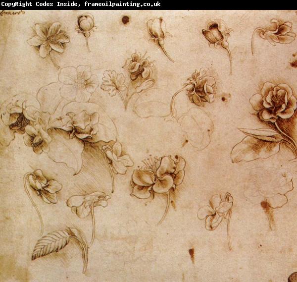 Leonardo  Da Vinci Flower Studies