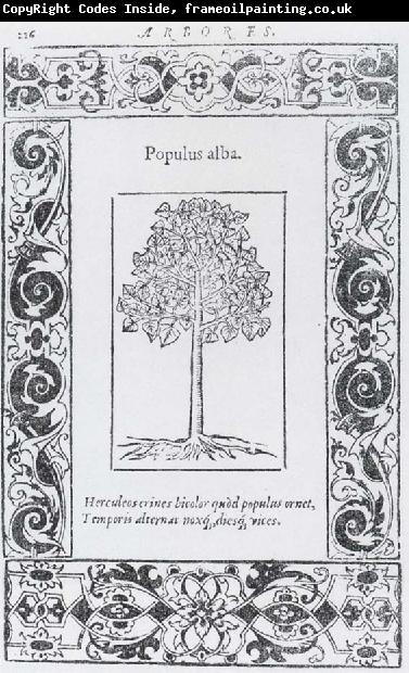 unknow artist Populus alba