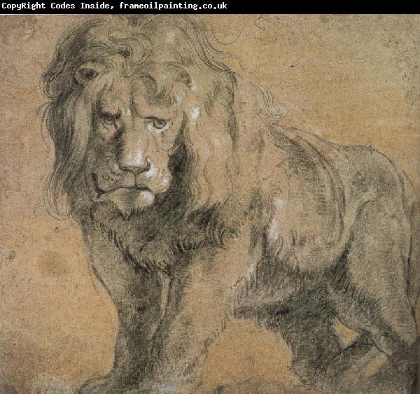 Peter Paul Rubens Standing lion