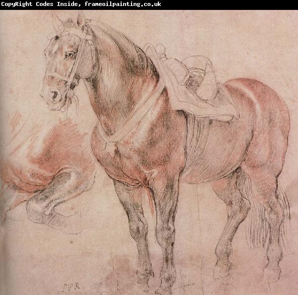 Peter Paul Rubens Horse