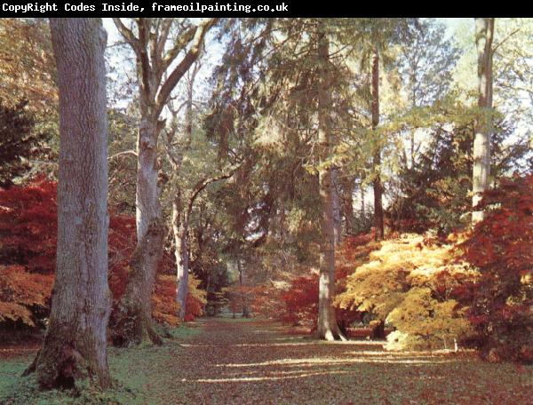 unknow artist Westonbirt Arboretum