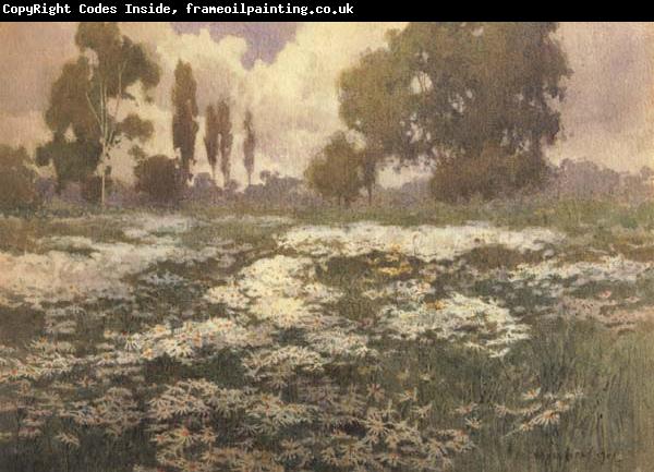 unknow artist Field of Daisies