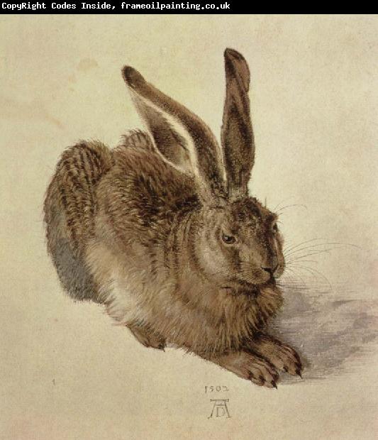 Albrecht Durer hare