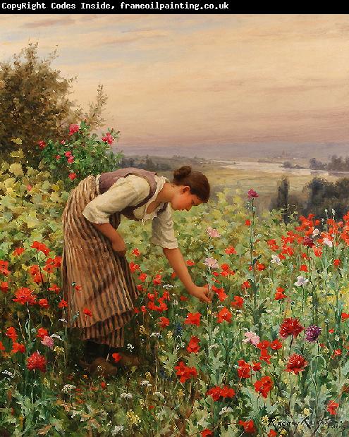 Daniel Ridgeway Knight Girl Picking Poppies