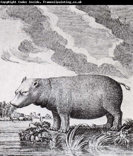 unknow artist hippopotamus,flodhasten eller sjokon,som den ocksa kallades