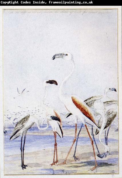 unknow artist flamingos vid v alfiskbukten i sydvastafrika en av baines manga illustrationer till anderssons stora fagelbok