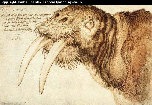 Albrecht Durer Walrus