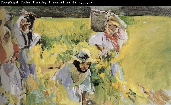 Joaquin Sorolla Sherry grape mining