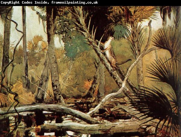 Winslow Homer Florida Jungle