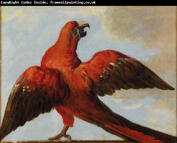 Jean Baptiste Oudry Parrot with Open Wings