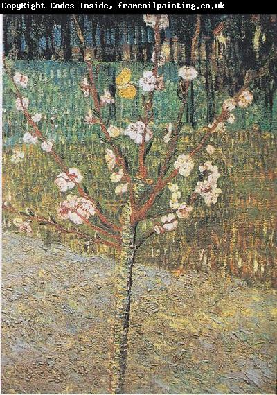 Vincent Van Gogh Flowering almond tree