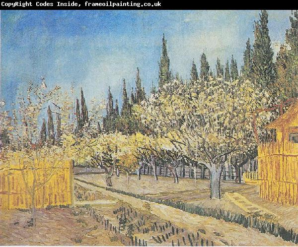 Vincent Van Gogh Flowering orchard