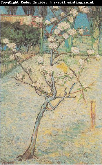 Vincent Van Gogh Flowering Pear-Tree