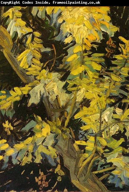 Vincent Van Gogh Blossoming Acacia Branches