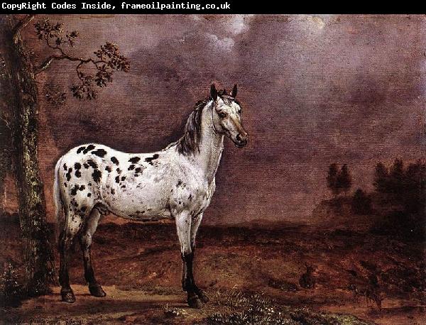 paulus potter The Spotted Horse