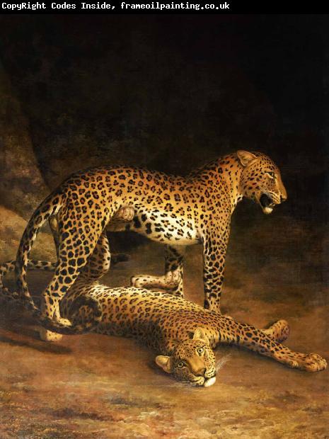 Jacques-Laurent Agasse Two Leopards Lying in the Exeter