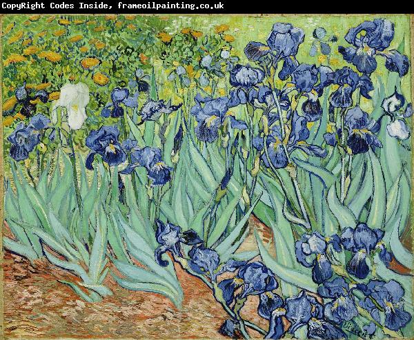 Vincent Van Gogh Irises