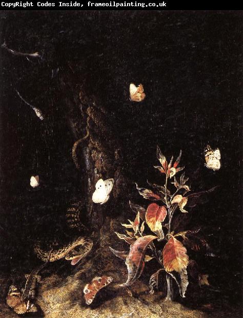 SCHRIECK, Otto Marseus van Reptiles,Butterflies,and Plants at the Base of a Tree