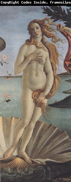 Sandro Botticelli The Birth of Venus (mk36)