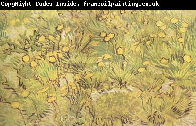 Vincent Van Gogh A Field of Yellow Flowers (nn04)