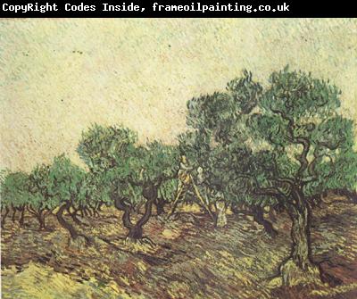 Vincent Van Gogh Olive Picking (nn04)